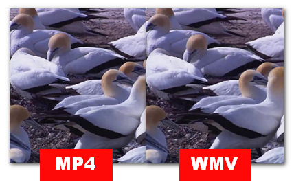 MP4 vs WMV: Video Quality