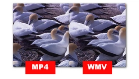 MP4 VS WMV